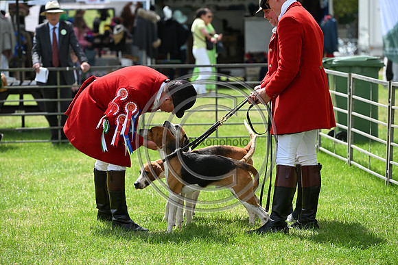 Festival of Hounds 2024