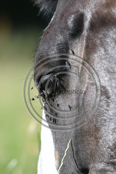 HorsesandFlyH_Nixonphoto_PN22_47985
