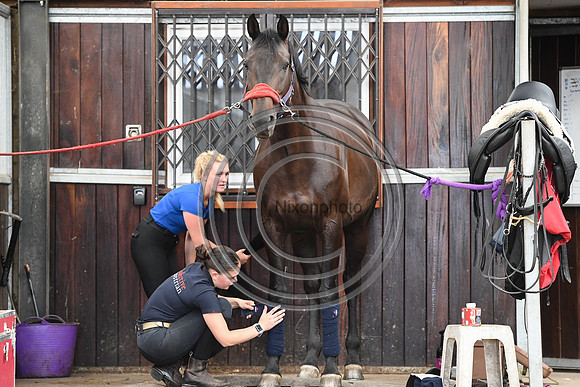 Collective Equestrian