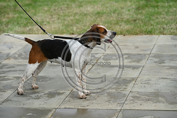 Festival of Hounds 2024