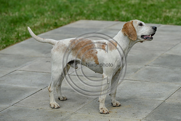 Festival of Hounds 2024