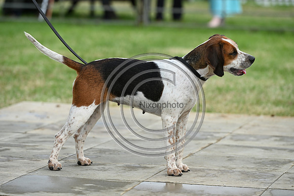 Festival of Hounds 2024