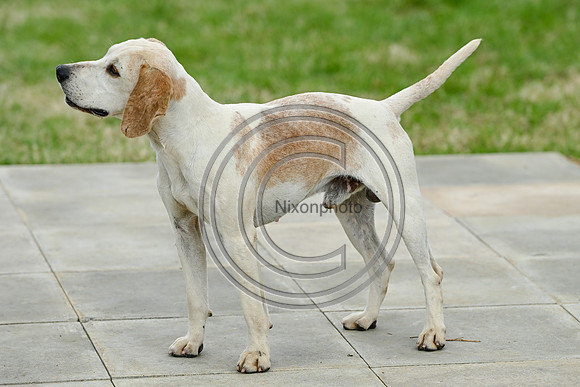 Festival of Hounds 2024