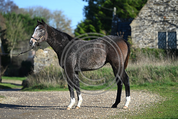 Foal_Selwood_PN12