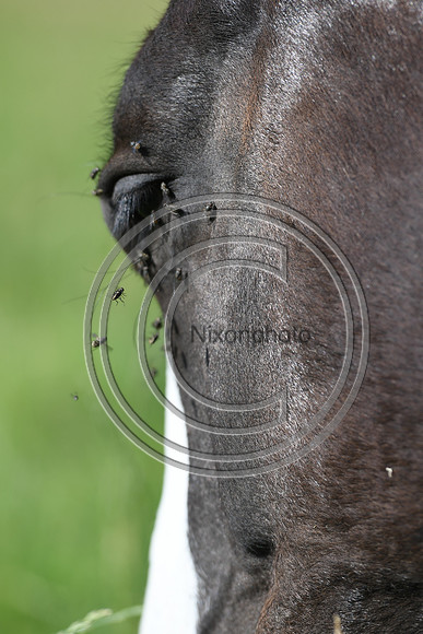 HorsesandFlyH_Nixonphoto_PN22_47977