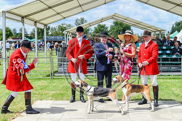 Festival of Hounds 2024