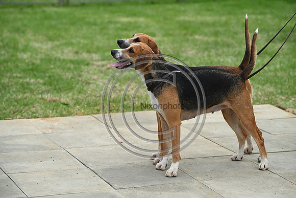 Festival of Hounds 2024