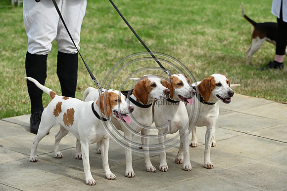 Festival of Hounds 2024