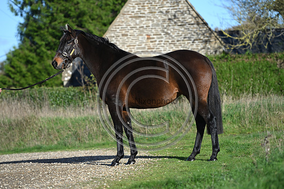 Mare_Selwood_PN14