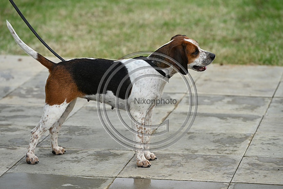 Festival of Hounds 2024