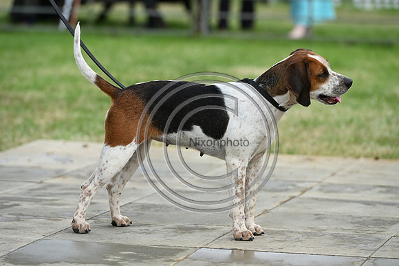 Festival of Hounds 2024