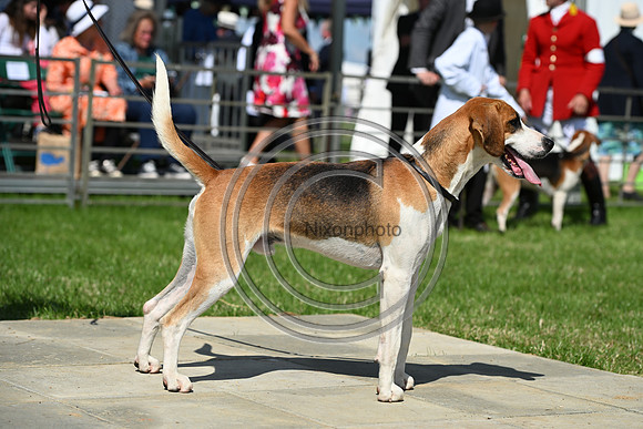 Festival of Hounds 2024