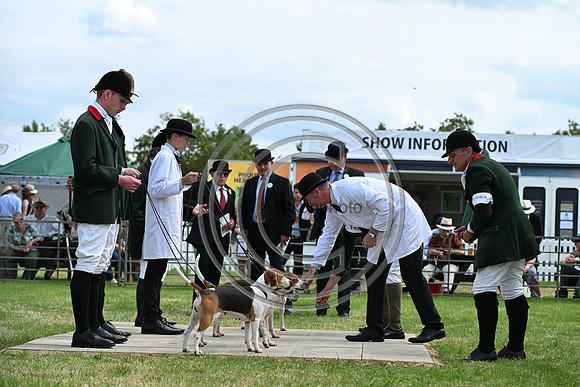 Festival of Hounds 2024
