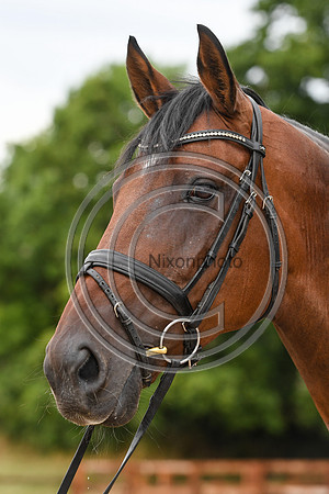 Collective Equestrian