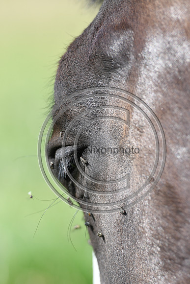 HorsesandFlyH_Nixonphoto_PN22_47994