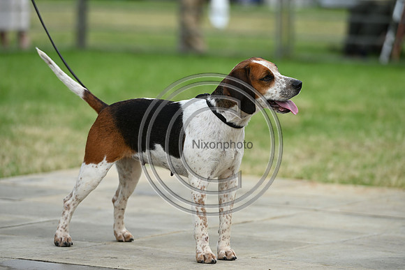 Festival of Hounds 2024