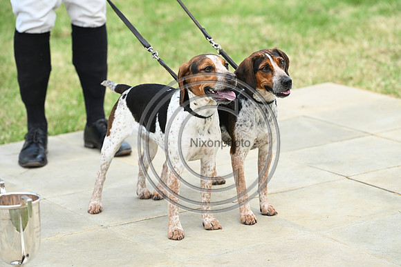 Festival of Hounds 2024