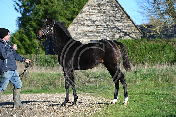 Foal_Selwood_PN63