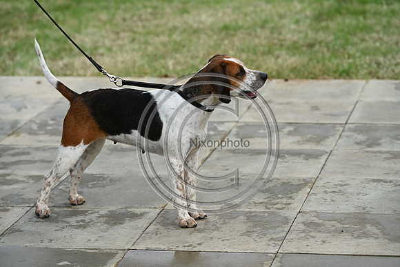 Festival of Hounds 2024