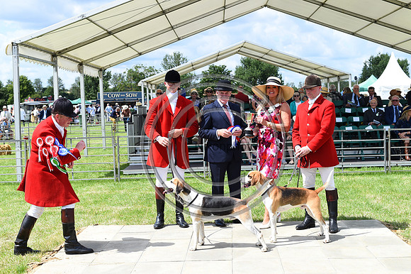 Festival of Hounds 2024