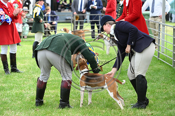 Festival of Hounds 2024