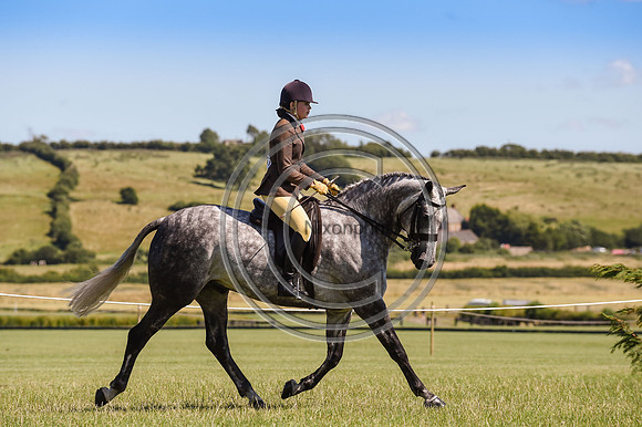 HorseNo1157_ShowRegSGS15pn_28644