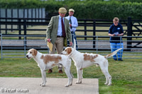 Pre-Puppy Show 2022