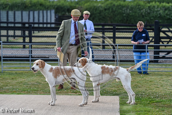 PrePuppyShow_BWCH_Hunt_PN22_27425-2