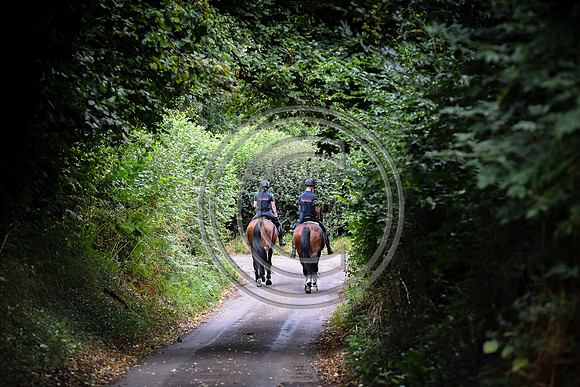 Collective Equestrian