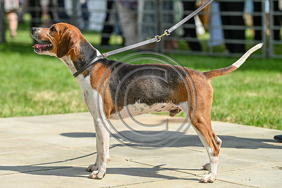 Festival of Hounds 2024