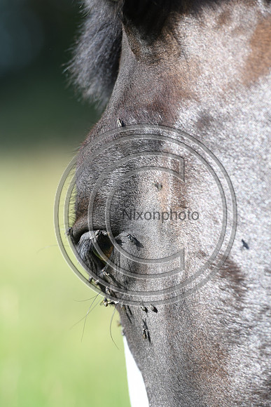 HorsesandFlyH_Nixonphoto_PN22_47989
