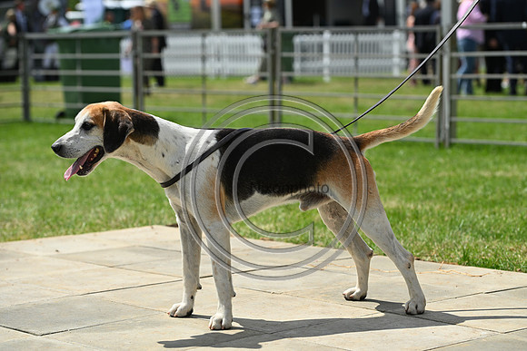 Festival of Hounds 2024