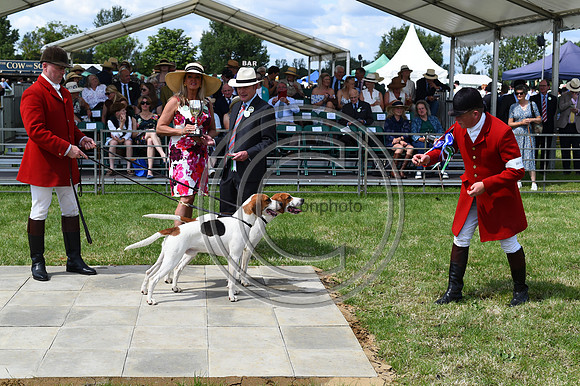 Festival of Hounds 2024