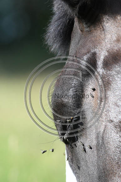 HorsesandFlyH_Nixonphoto_PN22_47990