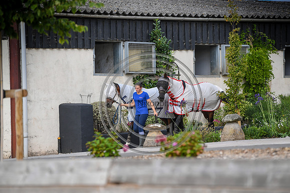 Collective Equestrian