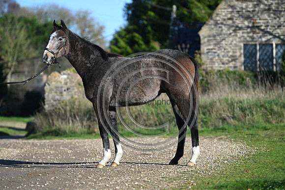 Foal_Selwood_PN16