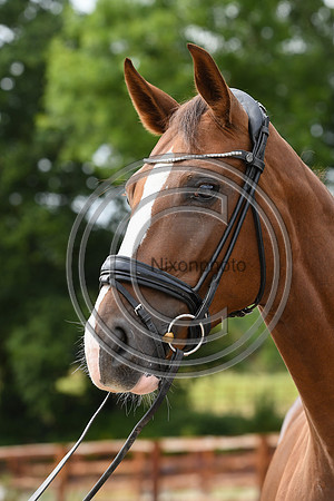 Collective Equestrian