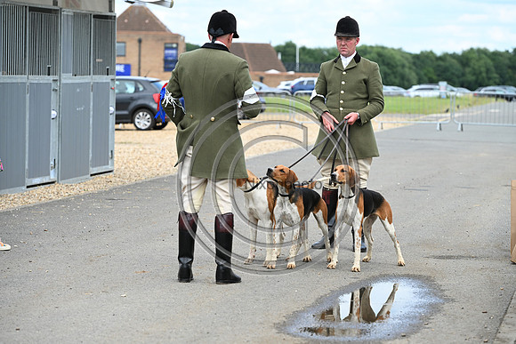 Festival of Hounds 2024