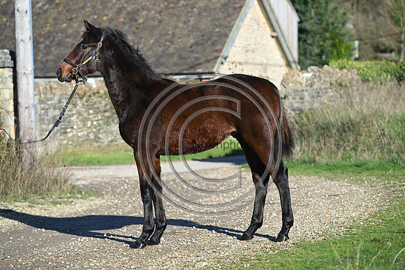Foal_Selwood_PN43