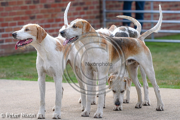 PrePuppyShow_BWCH_Hunt_PN22_27435