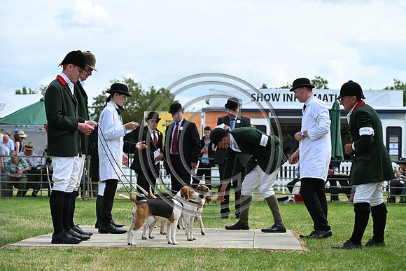 Festival of Hounds 2024