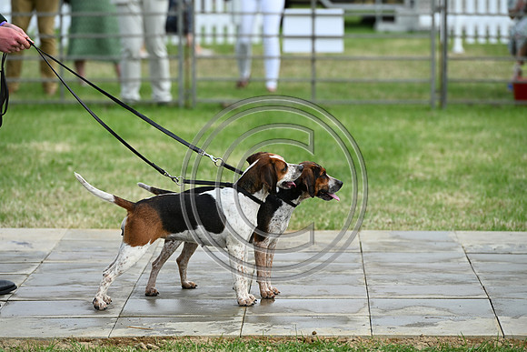 Festival of Hounds 2024