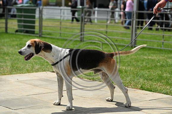 Festival of Hounds 2024