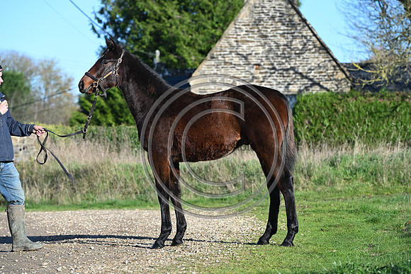 Foal_Selwood_PN61