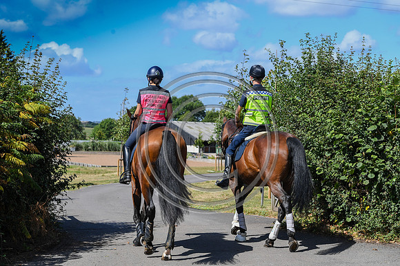 Collective Equestrian
