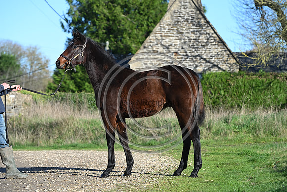 Foal_Selwood_PN55