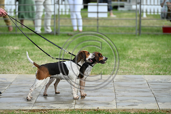 Festival of Hounds 2024