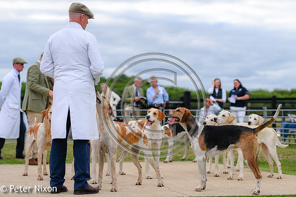 PrePuppyShow_BWCH_Hunt_PN22_27450