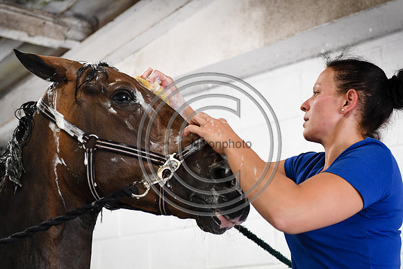 Collective Equestrian