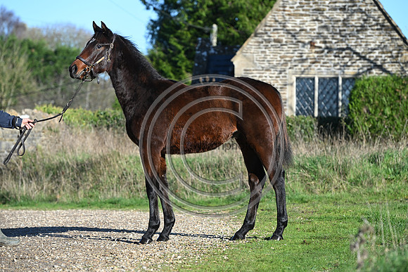 Foal_Selwood_PN47